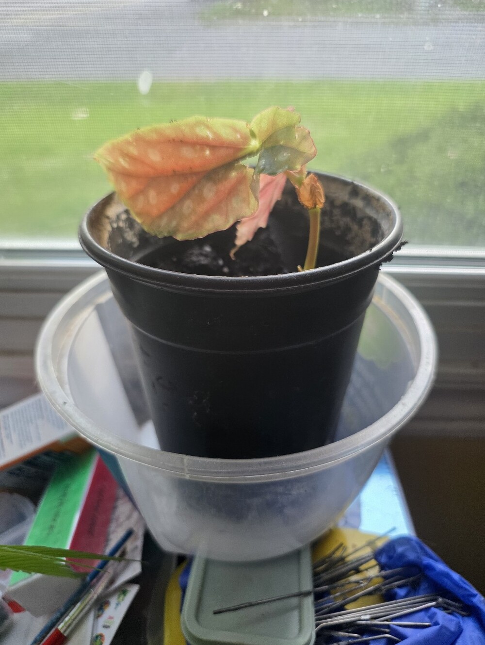 Rooted Angel Wing Begonia Cutting